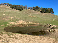 tiger salamander habitat