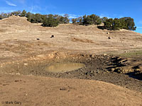 tiger salamander habitat