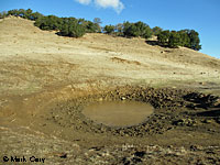 tiger salamander habitat