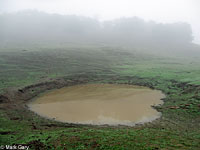 tiger salamander habitat