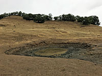 tiger salamander habitat