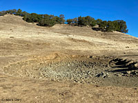 tiger salamander habitat