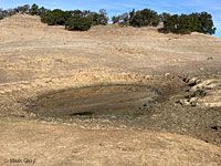 tiger salamander habitat