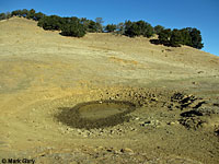 tiger salamander habitat