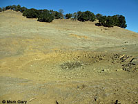 tiger salamander habitat