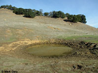 tiger salamander habitat