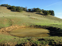 tiger salamander habitat