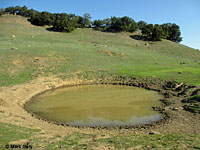 tiger salamander habitat