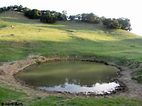 tiger salamander habitat