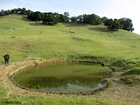 tiger salamander habitat