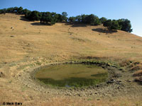 tiger salamander habitat