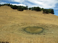 tiger salamander habitat