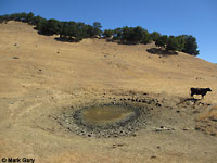 tiger salamander habitat