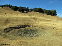 tiger salamander habitat