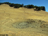 tiger salamander habitat