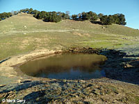 tiger salamander habitat