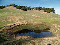 tiger salamander habitat