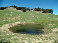 tiger salamander habitat