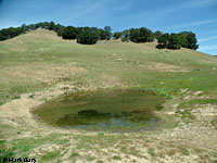 tiger salamander habitat