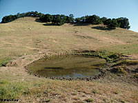 tiger salamander habitat