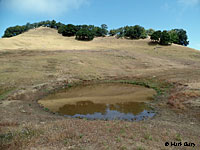 tiger salamander habitat