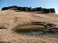 tiger salamander habitat