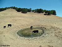 tiger salamander habitat