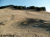 tiger salamander habitat