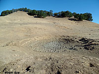 tiger salamander habitat