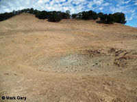 tiger salamander habitat