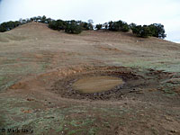 tiger salamander habitat