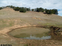 tiger salamander habitat