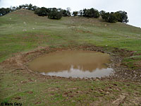 tiger salamander habitat