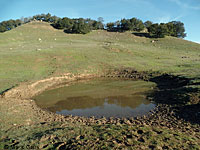 tiger salamander habitat