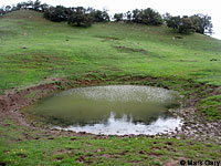 tiger salamander habitat