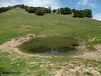 tiger salamander habitat