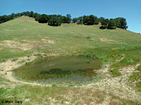 tiger salamander habitat