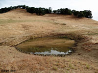 tiger salamander habitat