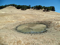 tiger salamander habitat