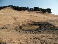 tiger salamander habitat