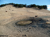 tiger salamander habitat