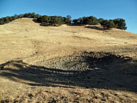 tiger salamander habitat