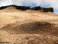 tiger salamander habitat