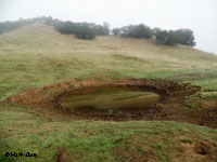 tiger salamander habitat