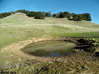 tiger salamander habitat