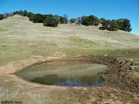 tiger salamander habitat