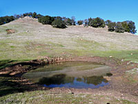 tiger salamander habitat