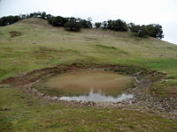 tiger salamander habitat