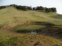 tiger salamander habitat