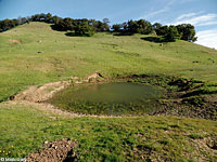 tiger salamander habitat